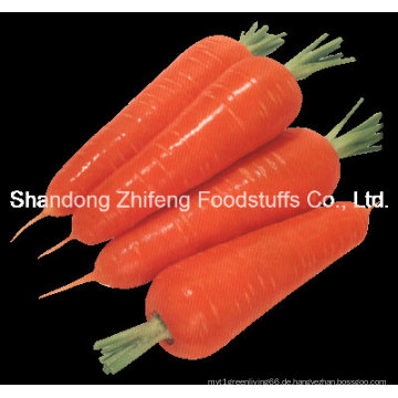 China Shandong frische Karotte